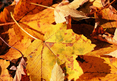 осень, листья, листопад