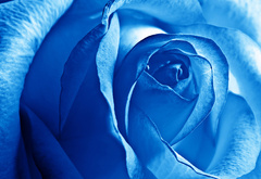 роза, синий