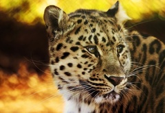 леопард, хищники, кошачьи