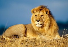 лев, царь зверей, взгляд