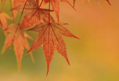клен, листья, осень