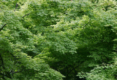 деревья, зелень, листья, лес