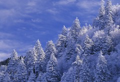зима, горы, лес, елка, дерево, снег