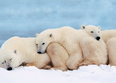 белые медведи, снег, льдина