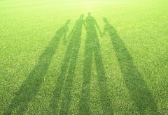 тень, газон, трава