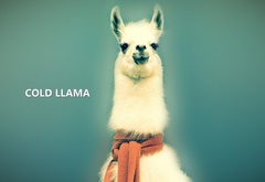 llama, , gold llama