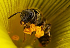 Пчела, цветок, нектар