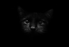 Кот, взгляд, черное