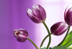 цветок, тюльпан