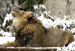 лев, снег