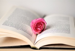 книга, роза, нежно