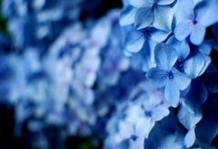 нежно, голубой, цветы