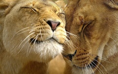 лев и львица, дикие животные