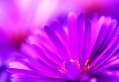цветок, лепестки, фиолетовый, макро