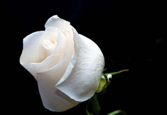 белая роза, нежность