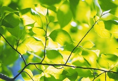 лист, ветка, дерево, зелень, макро