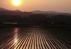 рисовые поля, солнце, вечер, восток
