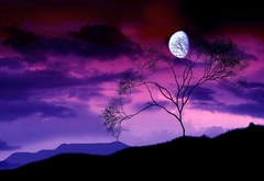 дерево, ветки, ночь, луна