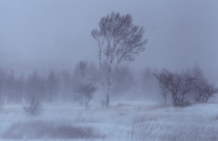деревья, ветер, снег