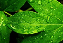 листья, вода, капли, зелень