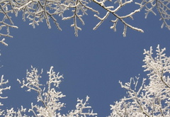 зима, ветки, деревья, снег, небо, рамка