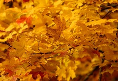 листья, клен, осень, желтый, фон