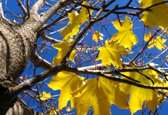 дерево, клен, листья, небо, осень, желтый, голубой
