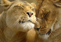 львы, ласка, любовь