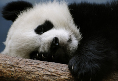 панда, китай, лежит, отдыхает, дерево