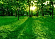 зеленый лес, природа