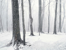 зима, лес, деревья, снег
