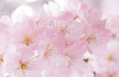 розовые цветы, весна