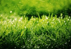 трава, зелень, капли, дождь, природа
