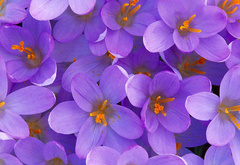 цветы, фиолетовые, красивые