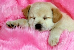 щенок, милый, спит, розовый
