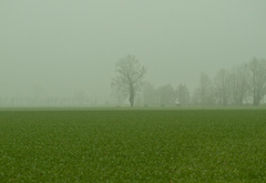 трава, деревья, туман