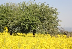 жёлтое поле, дерево, рапс, природа