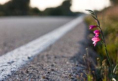 road, flower, grass