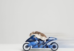 мышь, мотоцикл, скорость, байк