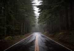 дорога, трасса, мокрая, ели, лес, густой, темный