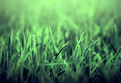 Grass, , 