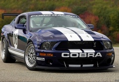 ford, mustang, fr500-gt, cobra, muscle car, , , ,  , ,  , cars, auto wallpapers