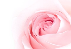 роза, цветок, нежная, лепестки, розовая