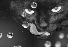 кошка, черная, глаза, язык, капли, крупный план