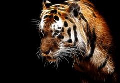Тигр, Животное, Зверь