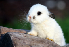 кролик, крольчонок, белый, ушки, малыш