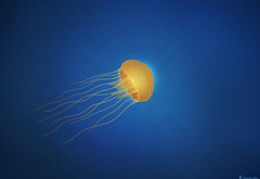 Jellyfish, , 