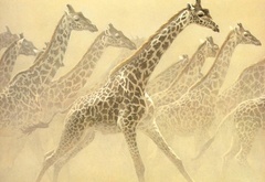 жирафы, африка, рисунок