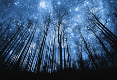 деревья, небо, ночь, звезды, свет