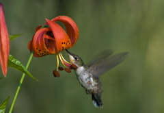 цветок, птица, природа, красота